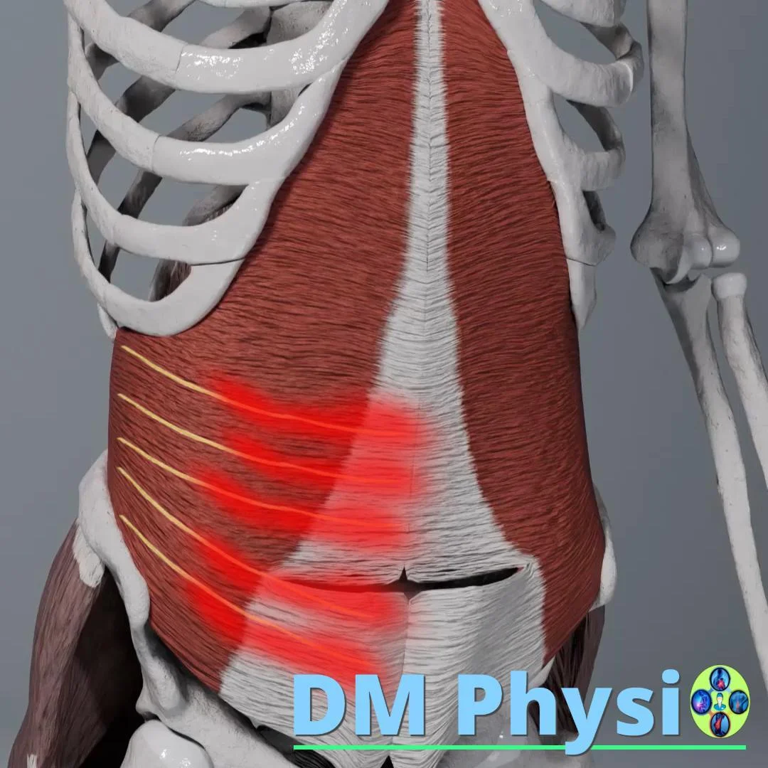 Нерви на коремната стена